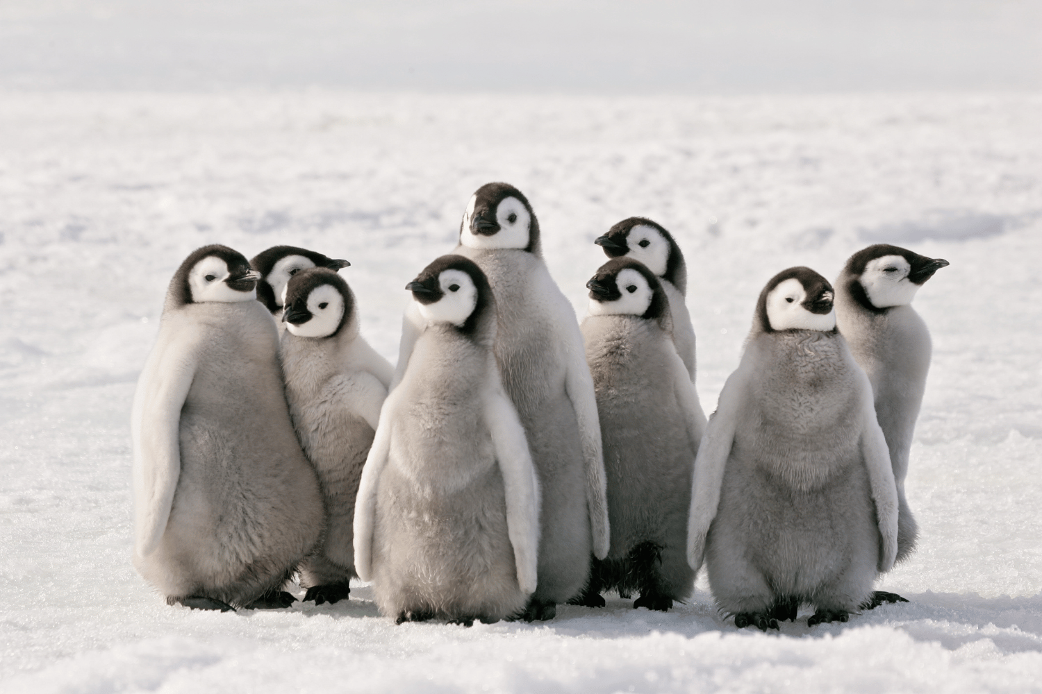 Пінгвіни й однорідні члени речення image